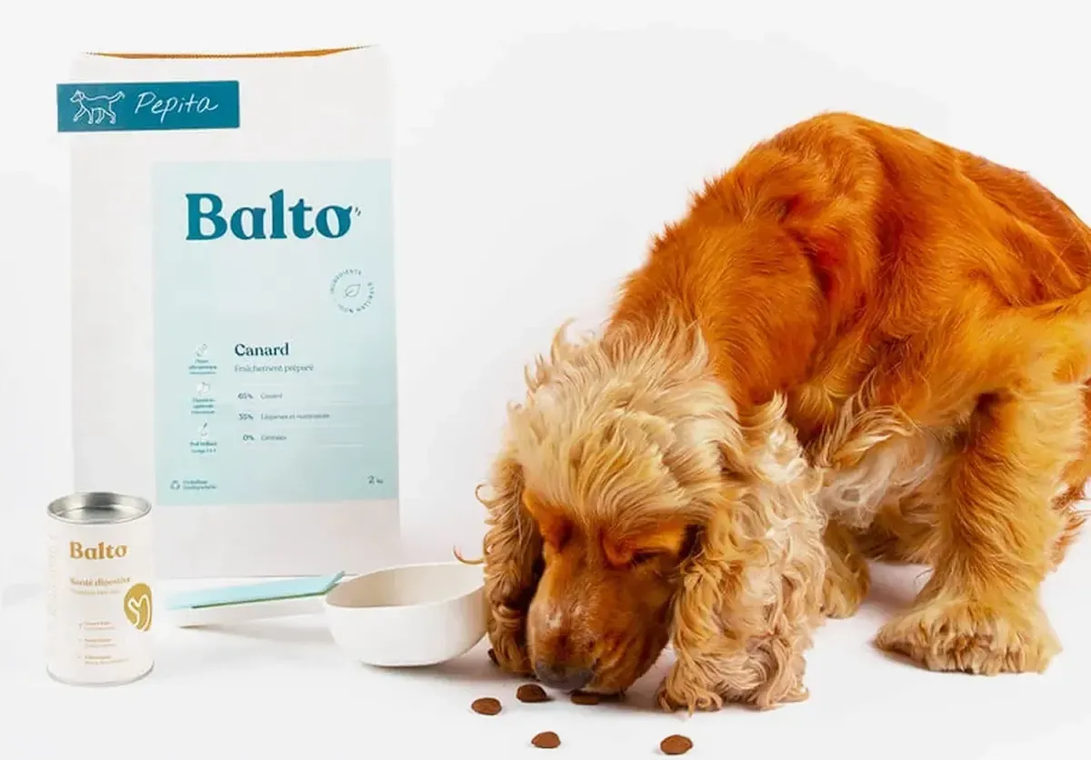About Balto