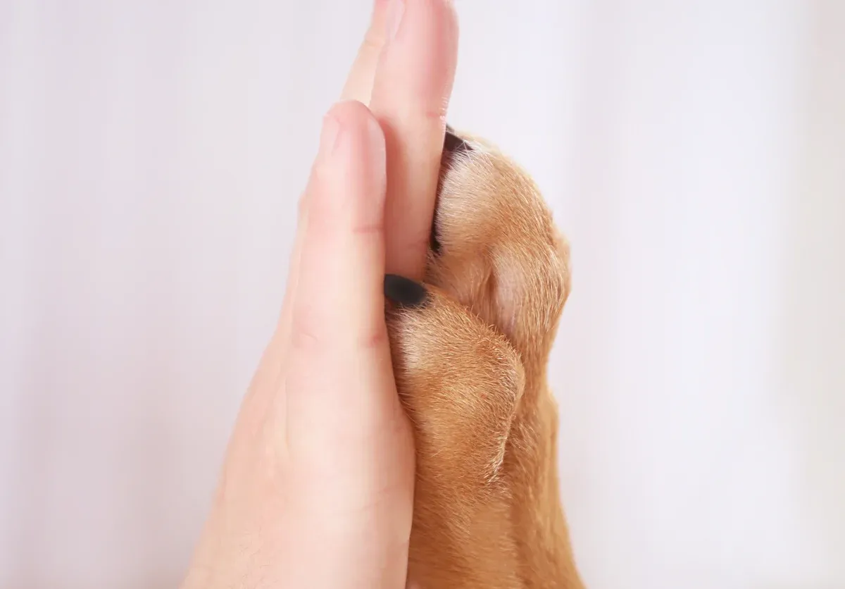 Balto solution